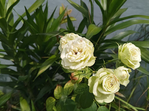 White rose flower bloom in the garden