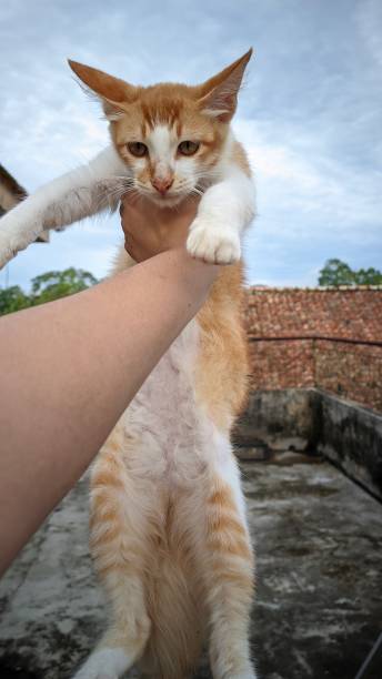 istock a cute pure breed domestic kitten held by someone's hand 1931602172