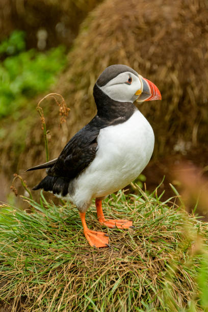 istock Puffin, Seydisfjordur, Iceland 1931620415