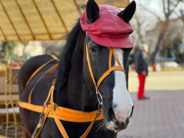 istock Cute horse with red cap on his head. 1931633812