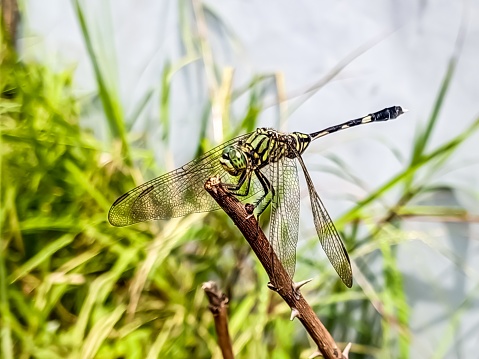 Close up dragonfly sub ordo Anisoptera