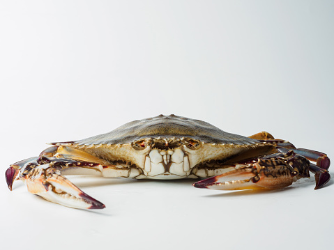 Portunus armatus on white background