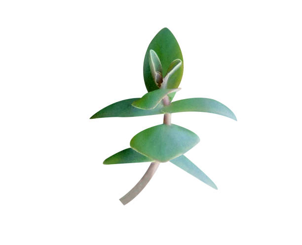 istock Hylotelephium telephium or orpine 1931660371