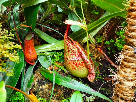 Attractive red-spotted Nepenthes Kalimantan plant