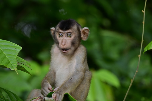Young long-tailed macaque looking startled