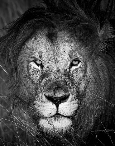 Close-up of male lion face