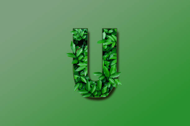 istock Leaf font U isolated on white green gradient background. Leafs font U made of Real alive leaves with Previous paper cut shape of font. Green climate concept. 1931699389