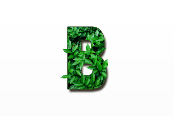 istock Leaf font B isolated on white background. Leafs font B made of Real alive leaves with Previous paper cut shape of font. Green climate concept. 1931699543