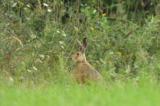 Brown hare eating spring green grass on the meadow stock photo