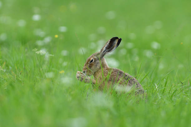 Hidden brown hare on the meadow near the forest wildlife