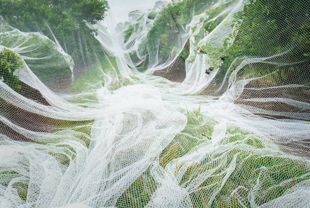 Protection bird netting covering blueberry plants.