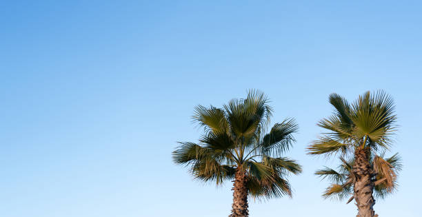 青い背景とスペインのビーチで晴れた日の夏の澄んだ青い空にヤシの木、ファッション、旅行、夏、ビーチでの休暇のためのコピースペースを持つバナーナチュラル - clear sky sky sunny day isolated ストックフォトと画像