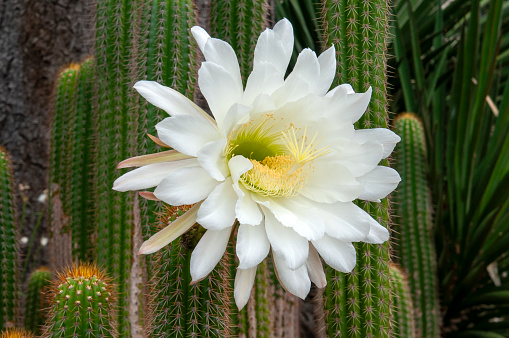 Soehrensia spachiana, also known as the golden torch, white torch cactus or golden column, is native to South America. Previously known as Trichocereus spachianus, it is commonly cultivated as a pot or rockery plant worldwide.