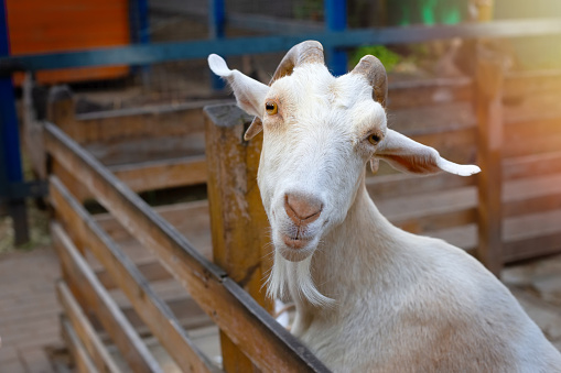 A single male Pygmy goat is looking up at the camera. It's a small goat and is standing in the shade outdoors, in a sandy area.