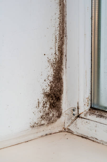 istock Black mold on the window slope, plastic window with condensation. The problem of wall freezing 1931744122
