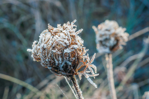 Dry grass on a field in autumn, frozen with white ice, herbarium style, selective focus, close-up view, cold morning atmosphere