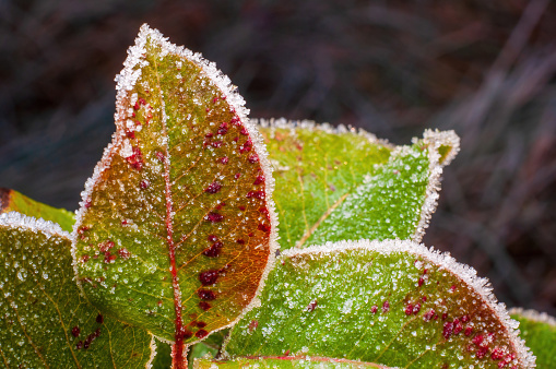 A branch of an apple tree with leaves that have changed their colors in the fall. The frost has decorated the edge of the leaves, making them sparkle in the sun.