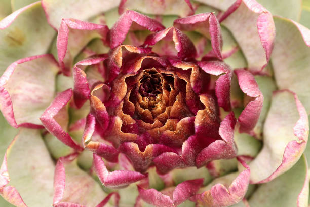 Detail of the bloom of artichoke - shallow depth of field