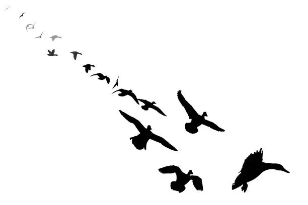 Vector illustration of A flock of ducks approaching and landing. Vector birds. White background.
