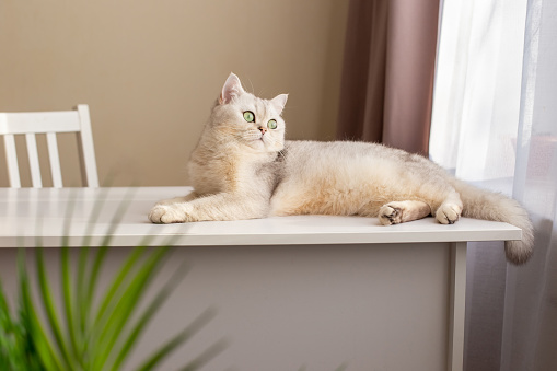 Luxurious white British cat lies on a white table in the room, looks out the window. copy space