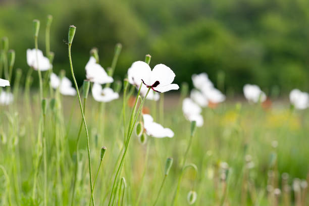 Stamen of white poppy