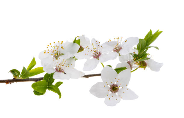istock branch with cherry flowers isolated 1931778547