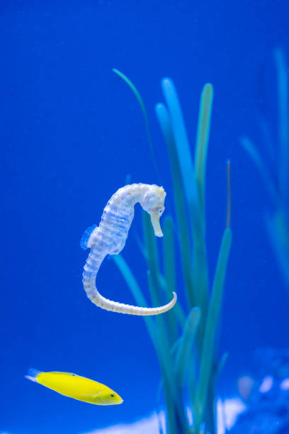 istock seahorse swimming 1931780095