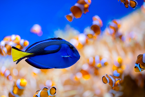 clown fish swimming among corals