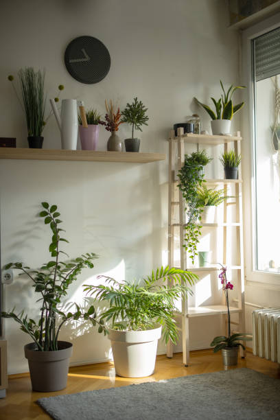 Plant corner in the apartment without people