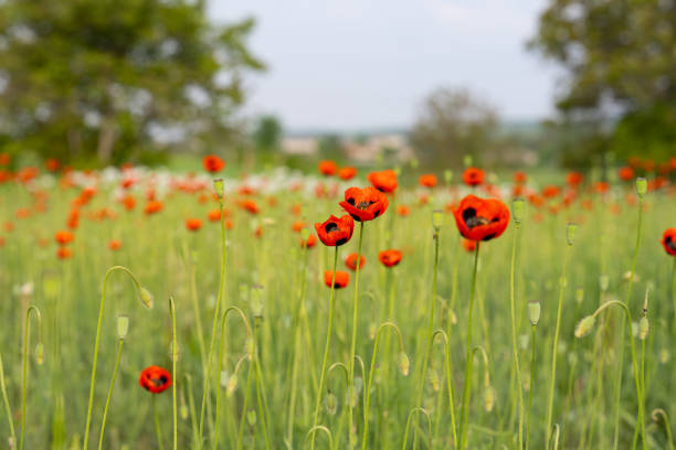 beautiful poppies on the meadow in summer
