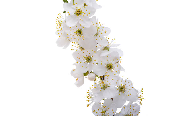 istock branch with cherry flowers isolated 1931789998