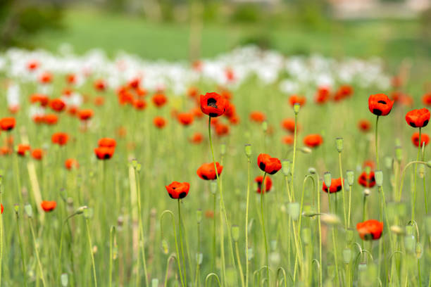 beautiful poppies on the meadow in summer