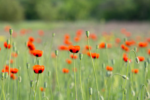 beautiful poppies on the meadow in summer