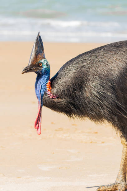 istock Cassowary walking on the beach 1931794638