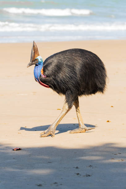 istock Cassowary walking on the beach 1931799945