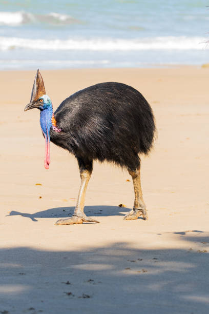 istock Cassowary walking on the beach 1931800503