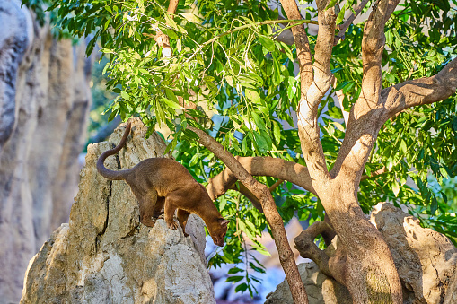 Rare cat dog Phosa, Cryptoprocta ferox, climbed onto a rock boulder in the Madagascar forest