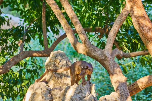 Rare cat dog Phosa, Cryptoprocta ferox, climbed onto a rock boulder in the Madagascar forest