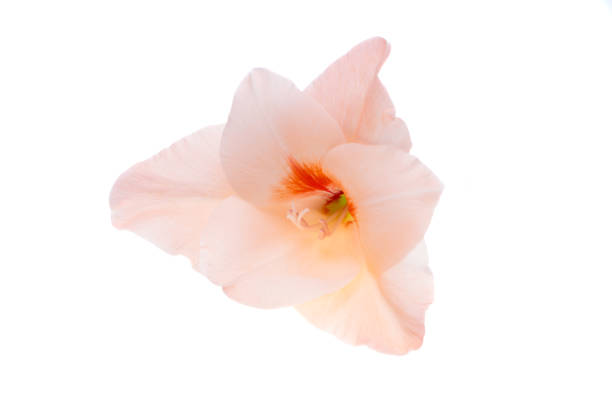 gladiolus flowers isolated on white background
