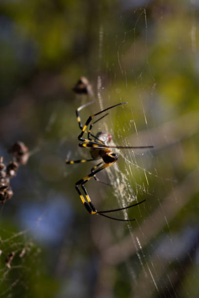 istock South Korean Joro Spider 1931827706