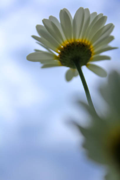 The low angle view of the common daisies . Close-up of the view of common daisies in the garden. White wild flowers. Rural and nature scene.