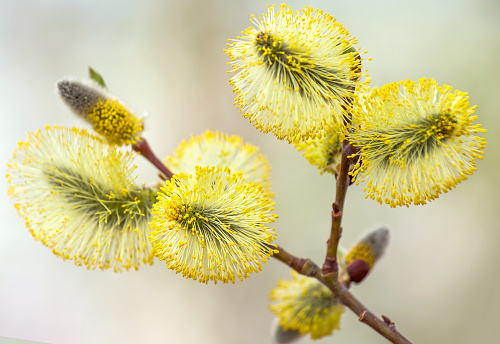 Willow catkins close-up. Macro photography of  willow catkin.