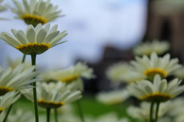 The low angle view of the common daisies . Close-up of the view of common daisies in the garden. White wild flowers. Rural and nature scene.