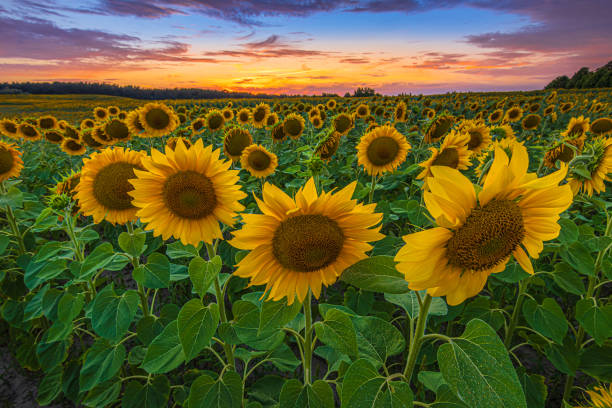 istock Sunflowers with blossoms at sunset 1931844047