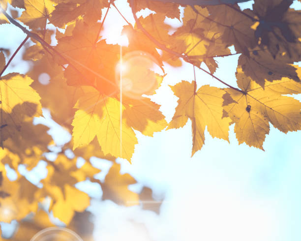 istock Leaves with yellow autumn colours; background or texture; 1931844069