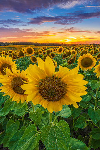 Large blossom of a sunflower in the foreground of a field with many crops. Summer evening landscape with colorful sky. opened sunflower blossom with green leaves and stems