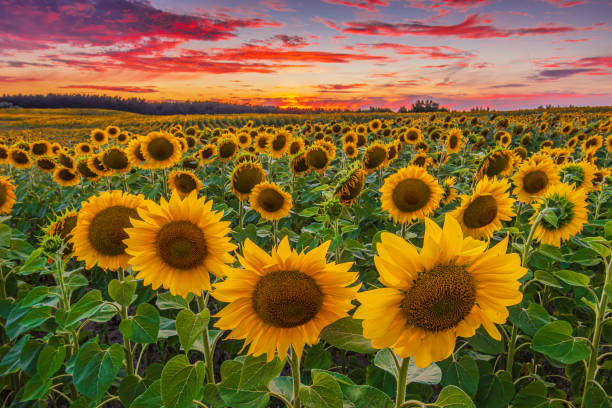 istock lots of sunflowers in summer at sunset 1931849876