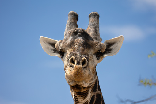 Giraffe close-up. Close-up of a giraffe's head against the sky