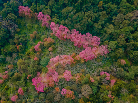 Sakura Cherry Blossom trees in the mountains of Chiang Mai Thailand, Khun Chan Khian Thailand at Doi Suthep, Aerial view of pink cherry blossom trees on the mountains Chiang Mai in Thailand