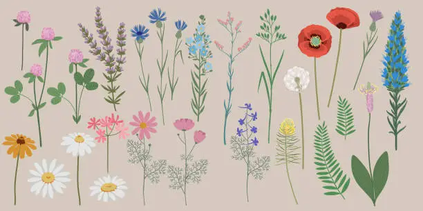 Vector illustration of Hand drawn vector illustration. Set of summer wildflowers. Blossom meadow